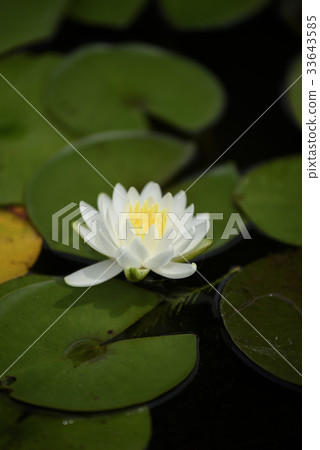 Water Lily Alba Kandy Water Lily Alba Kandy 33643585