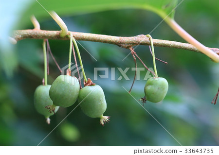 Sarunashi麵條 33643735