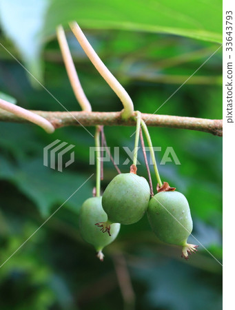 Sarunashi麵條 33643793