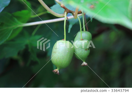 Sarunashi麵條 Sarunashi麵條 33643794