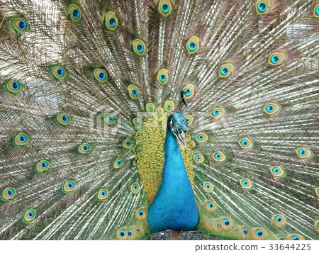 Peacock with spreading feathers 33644225