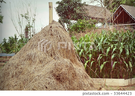 Straw in countryside Thailand Straw in countryside Thailand 33644423