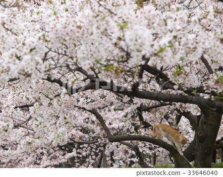 Cherry blossoms and kittens 33646040