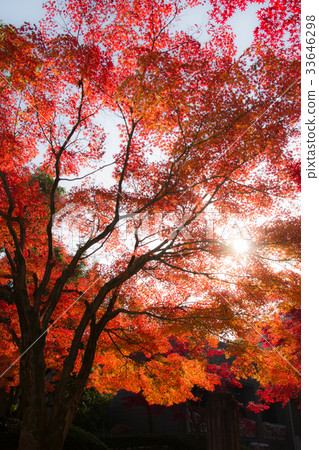 秋葉背景材料圖像 秋葉背景材料圖像 33646298