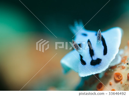 Misole Umizushi 33646492