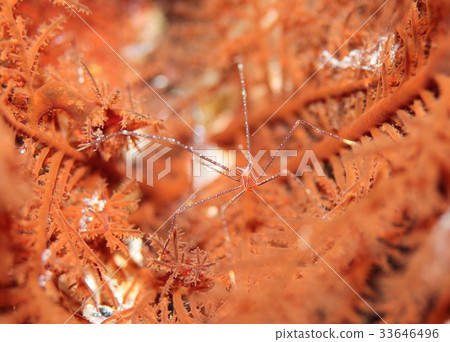 Hoshizora Walla shrimp Hoshizora Walla shrimp 33646496