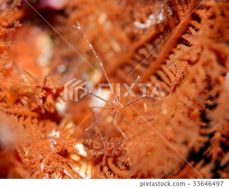 Hoshizora Walla shrimp Hoshizora Walla shrimp 33646497