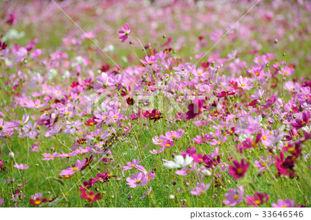  Cosmos field 33646546