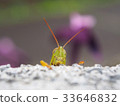 Peeping grasshopper 33646832