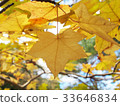 Yellow autumn leaves 33646834