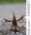 Crayfish deciding the pose 33646857