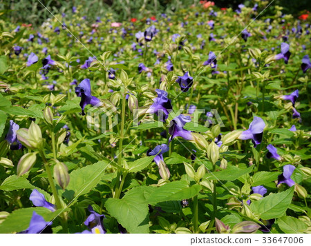 Purple small flower of late summer 33647006
