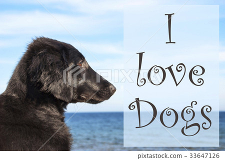 Dog At Ocean, Text I Love Dogs Dog At Ocean, Text I Love Dogs 33647126