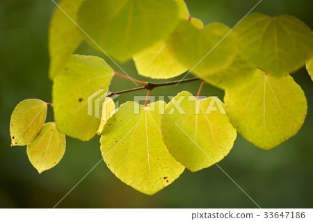 leaf leaf 33647186