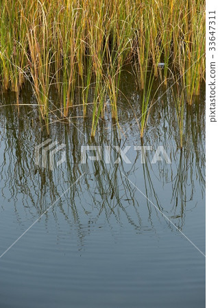 water plant 33647311