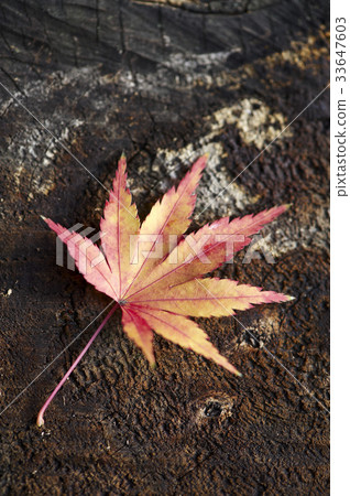 Maple leaf Maple leaf 33647603