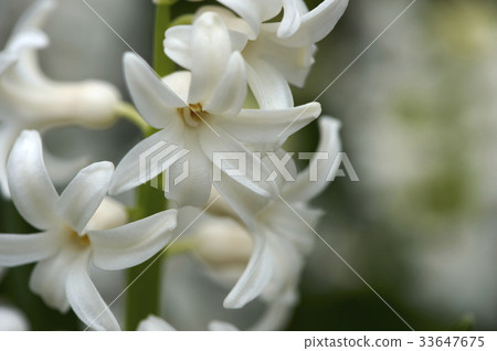 hyacinth hyacinth 33647675