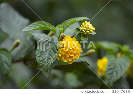Flower 33647689