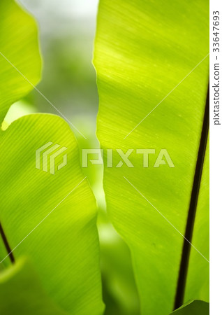 leaf leaf 33647693
