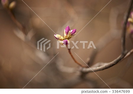 Bud, azalea 33647699