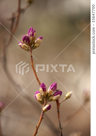 芽,杜鵑花 芽,杜鵑花 33647700
