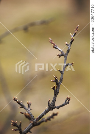 Branch Branch 33647716