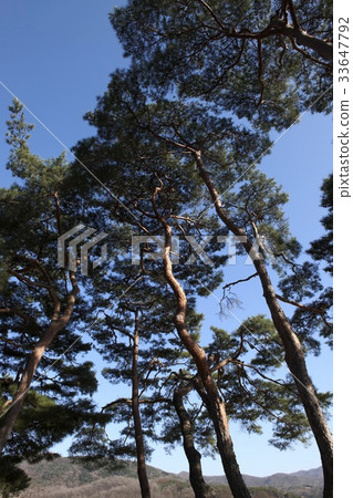 Pine tree, Asan city, Chungnam 33647792
