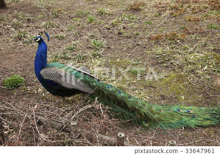 京畿道龍仁市杜克 33647961