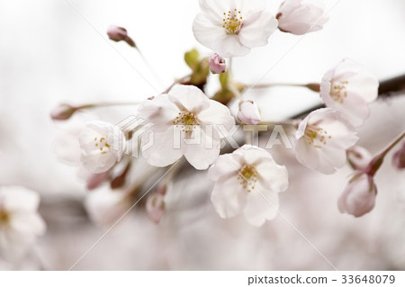 Cherry Blossom Cherry Blossom 33648079
