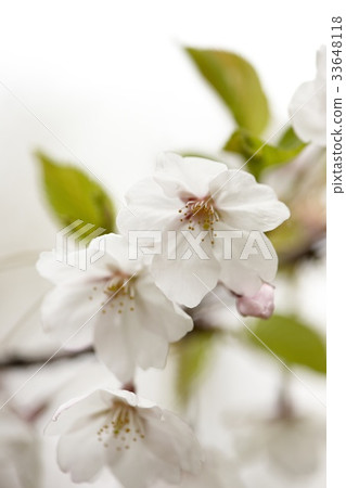 Cherry Blossom 33648118