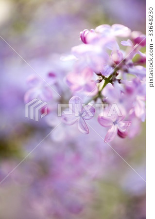 Lilac Lilac 33648230