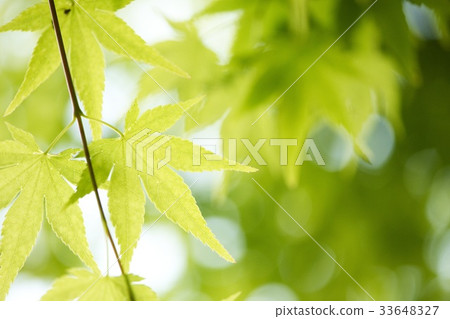 Maple tree Maple tree 33648327