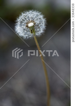 蒲公英 蒲公英 33648338