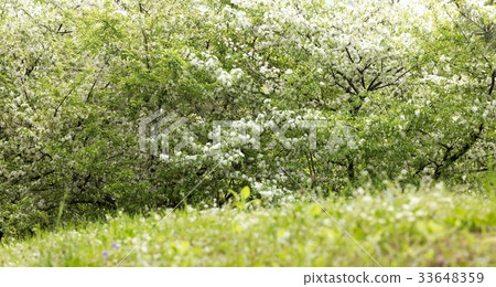 tree tree 33648359