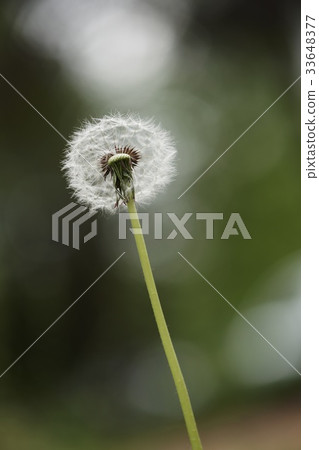 蒲公英 蒲公英 33648377