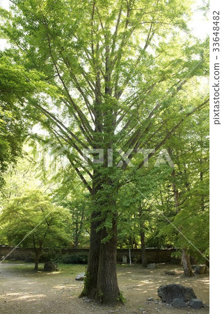 Ginkgo，Jinsaek，Jeongeup，Jeonbuk 33648482