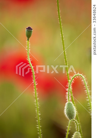 poppy poppy 33648624