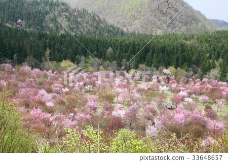 Cherry blossoms at Sakuragogyo Park (Ura Bandai / Kitashiobara village) 33648657