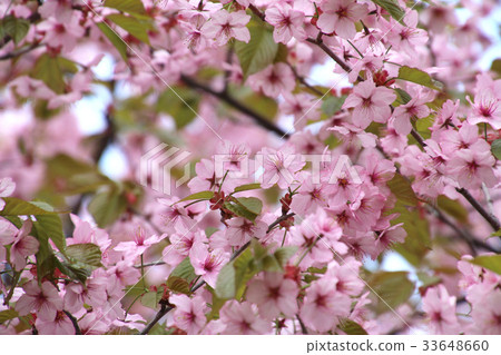 Cherry blossoms at Sakuragogyo Park (Ura Bandai / Kitashiobara village) 33648660