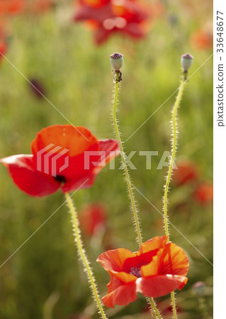 罌粟 33648677