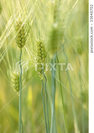 barley barley 33648702
