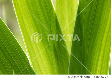 plant 33648774
