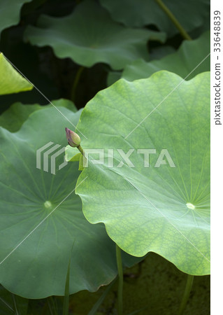 Lotus Lotus 33648839