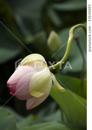 蓮花 蓮花 33648865