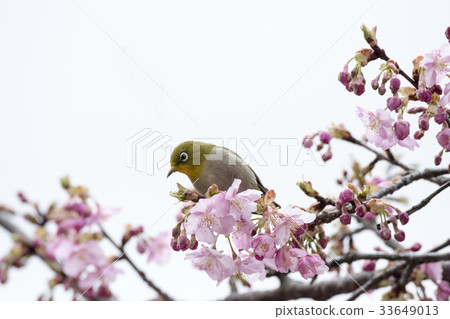 Kawazu cherry tree and mezzo Kawazu cherry tree and mezzo 33649013