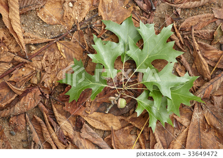 Acorn Acorn 33649472