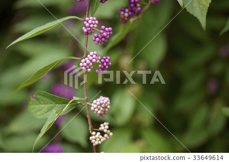 A little harpoon tree A little harpoon tree 33649614