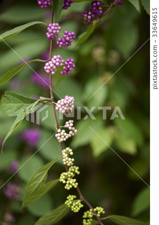 一個小魚叉樹 一個小魚叉樹 33649615