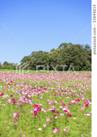 Blue sky and cosmos 33649814