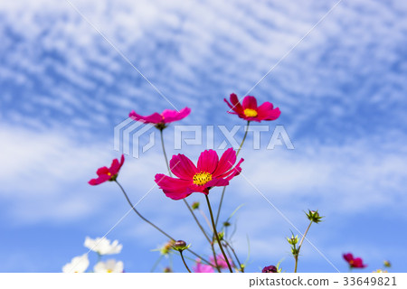 Blue sky and cosmos Blue sky and cosmos 33649821